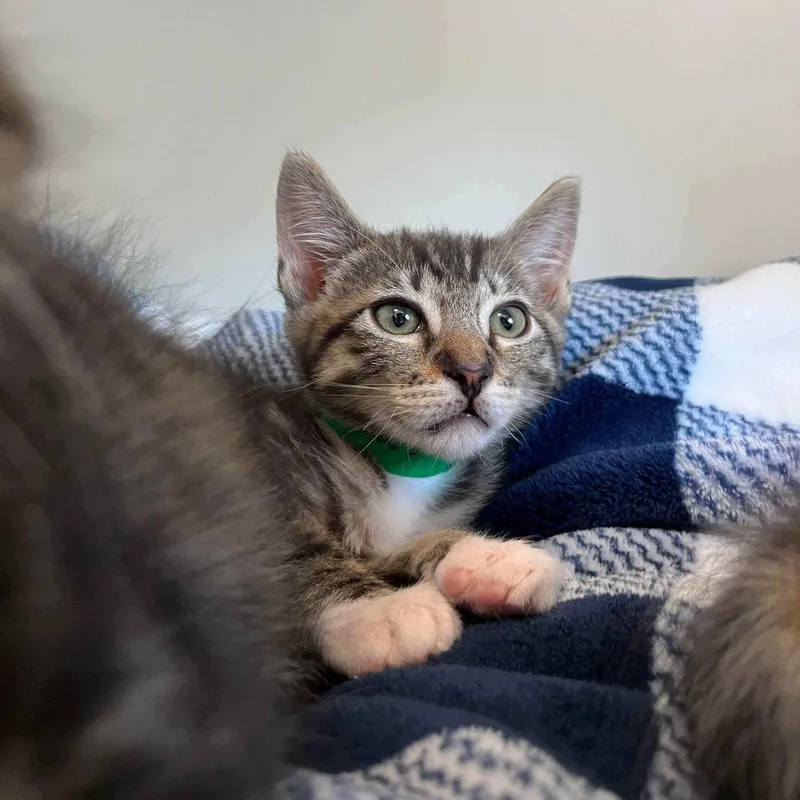 A baby small-sized male Brown / Chocolate Domestic Short Hair cat named Rumbles for adoption in Oakland, CA