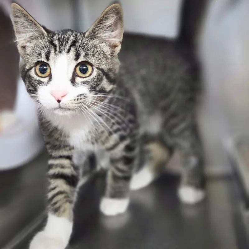 A baby small-sized male Black Domestic Short Hair cat named Scarecrow for adoption in Windsor, VA