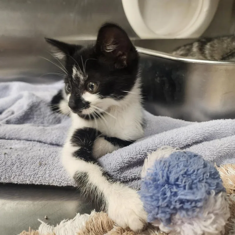 A baby small-sized male Black Domestic Short Hair cat named Collin for adoption in Evensville, TN