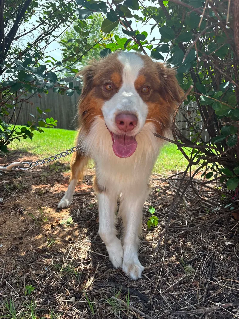 A young medium-sized male Red Australian Shepherd dog named Zeus for adoption
