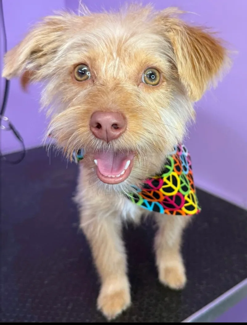 A young small-sized female Blonde Yorkshire Terrier dog named Ginger for adoption