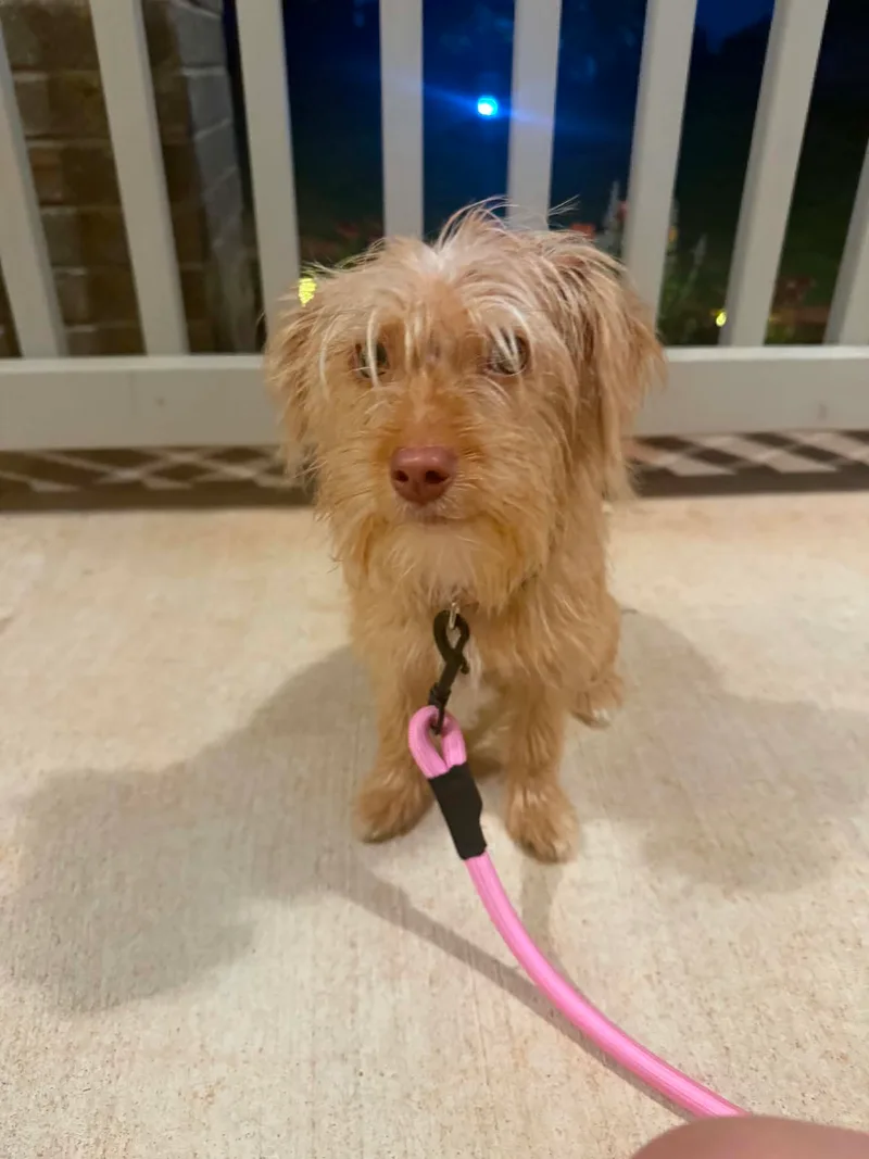 A young small-sized female Blonde Yorkshire Terrier dog named Ginger for adoption