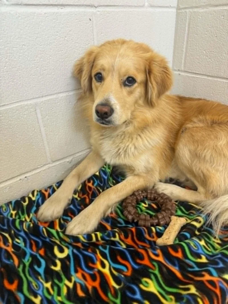 A young medium-sized male Golden Retriever dog named Finnigan for adoption in Georgetown, OH