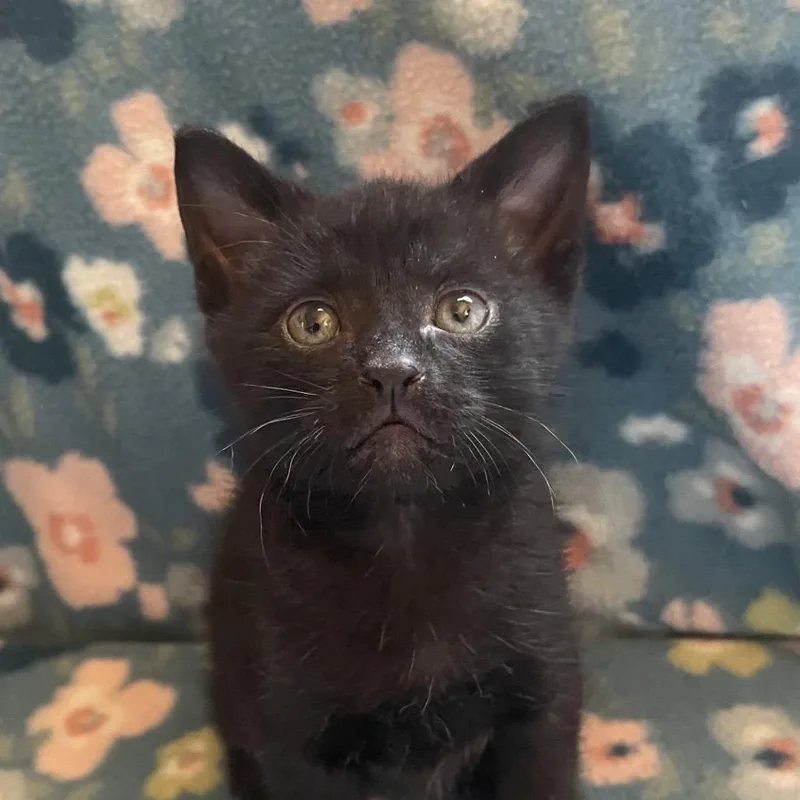 A baby small-sized male Black Domestic Short Hair cat named Gong for adoption in Newberg, OR