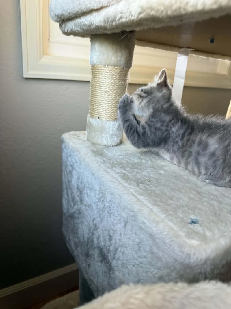 Sammy thumbnail 3