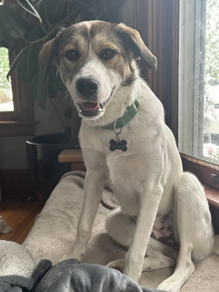 Elsa