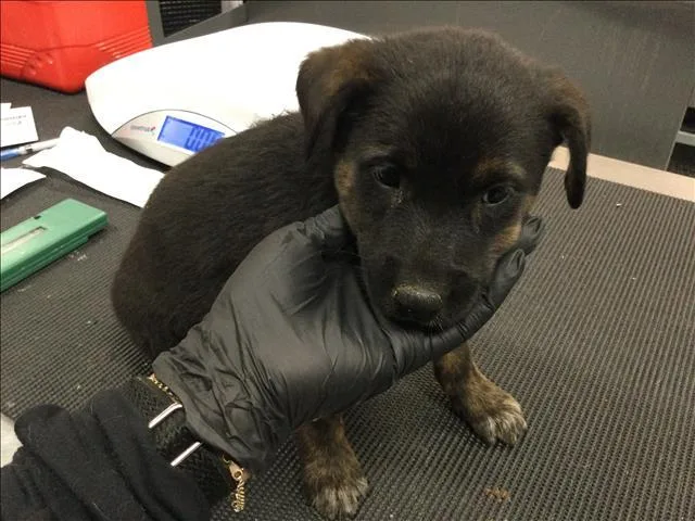A baby small-sized female Rottweiler dog named A for adoption in Riverside, CA