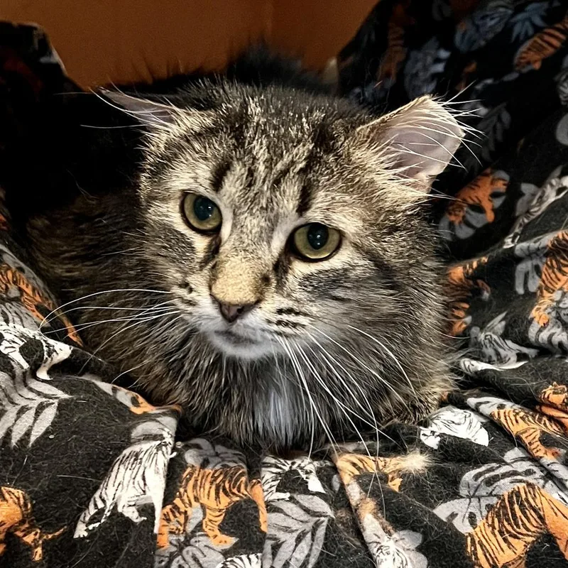 Toki Wartooth thumbnail 2