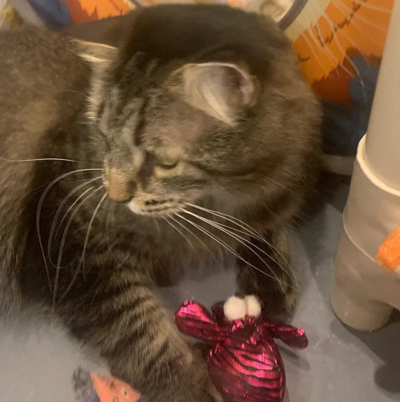 Toki Wartooth thumbnail 3