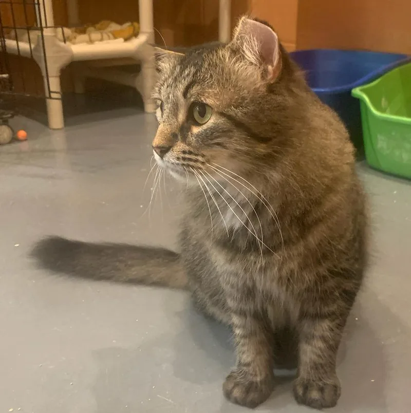 Toki Wartooth thumbnail 4