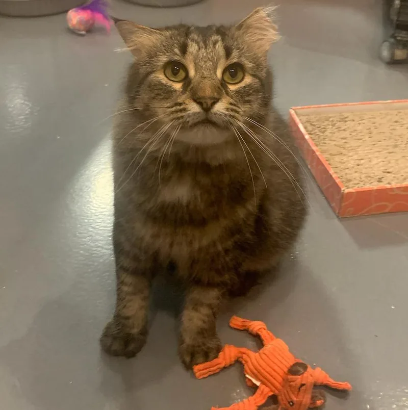 Toki Wartooth thumbnail 6