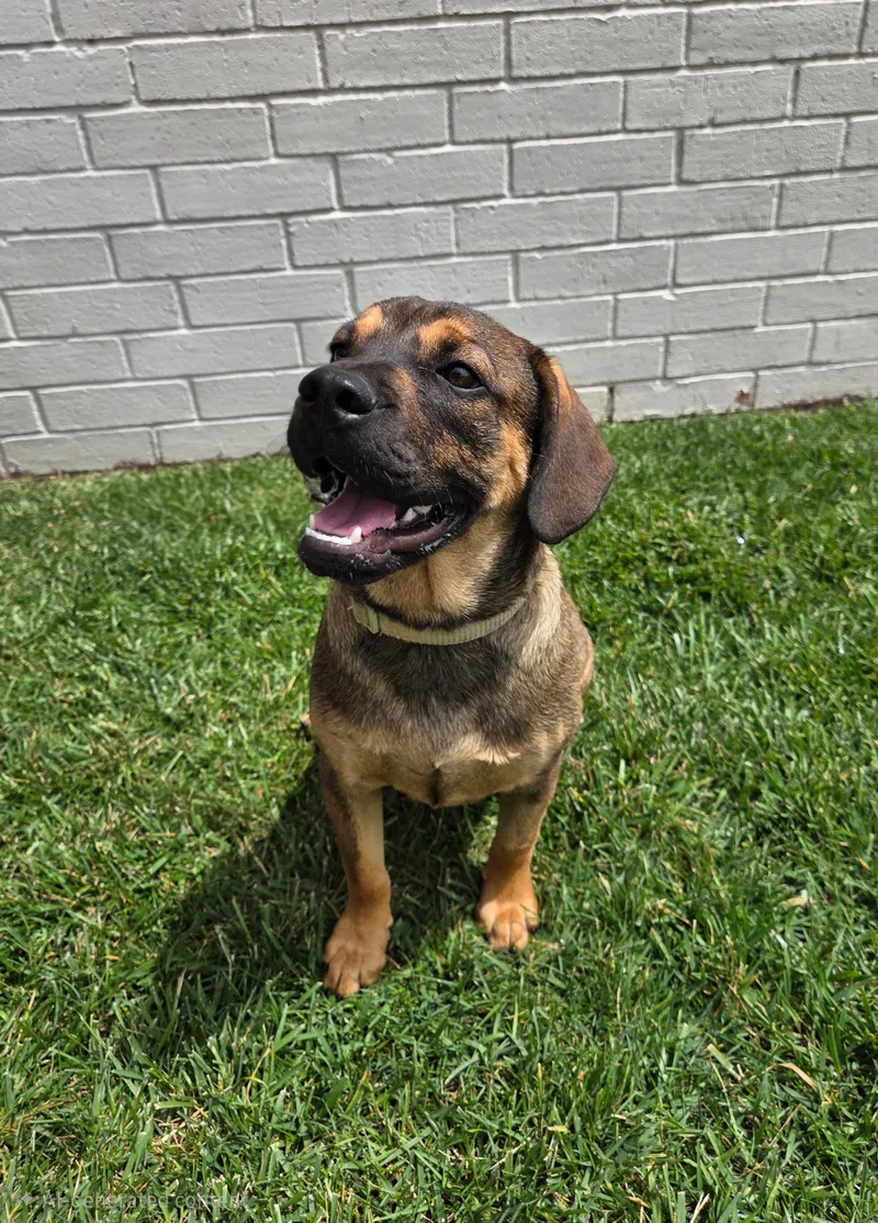 A baby small-sized male Red and black Hound dog named Sprout for adoption