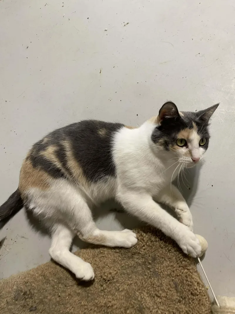 Charlotte thumbnail 2