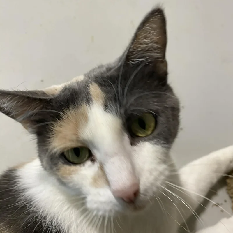 A young medium-sized female Dilute Calico Domestic Short Hair cat named Charlotte for adoption in Barrington Hills, IL