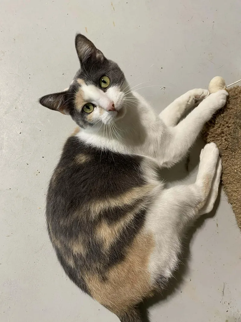 Charlotte thumbnail 3