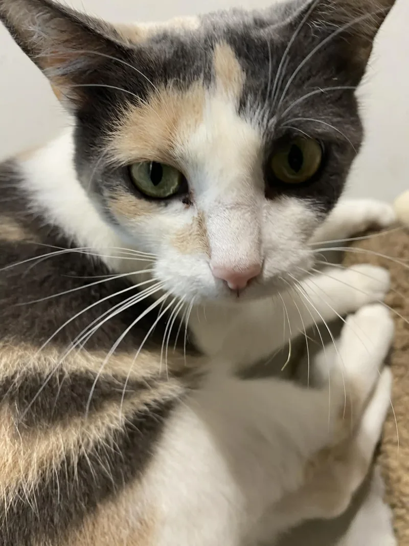 Charlotte thumbnail 4