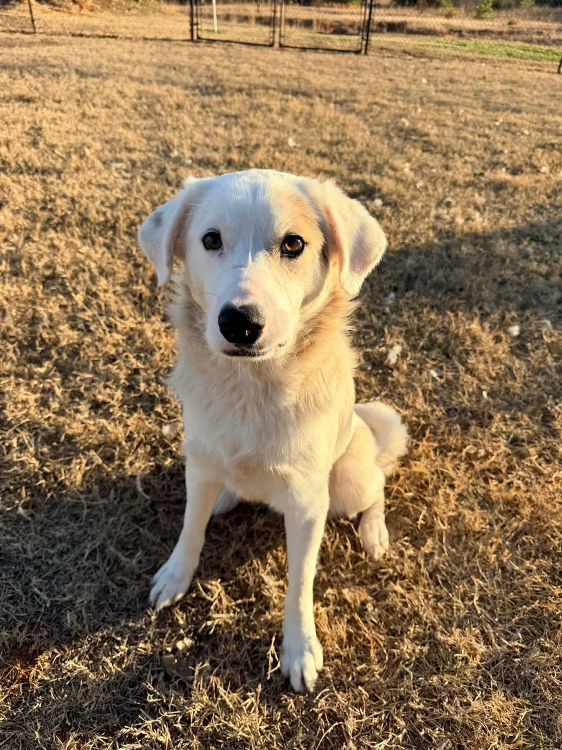 A young large-sized male white Yellow Labrador Retriever dog named River for adoption
