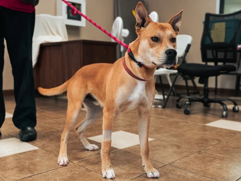 A young medium-sized male Tan Mixed Breed dog named Scooby for adoption