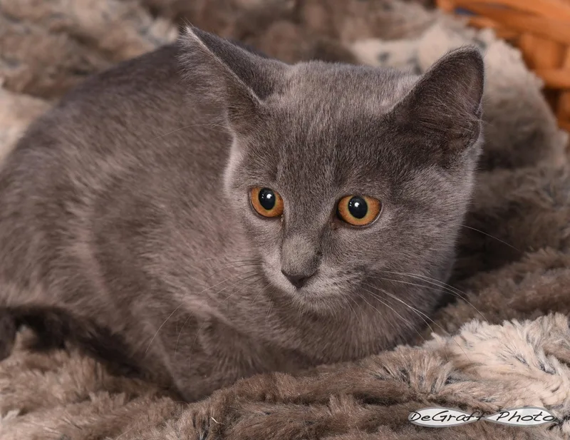 A baby medium-sized male Gray / Blue / Silver Domestic Short Hair cat named Beaker for adoption in Pittsboro, NC