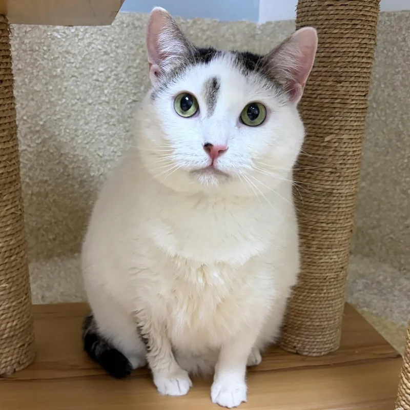 A senior small-sized female White Domestic Short Hair cat named Maggie for adoption in Deerfield, IL
