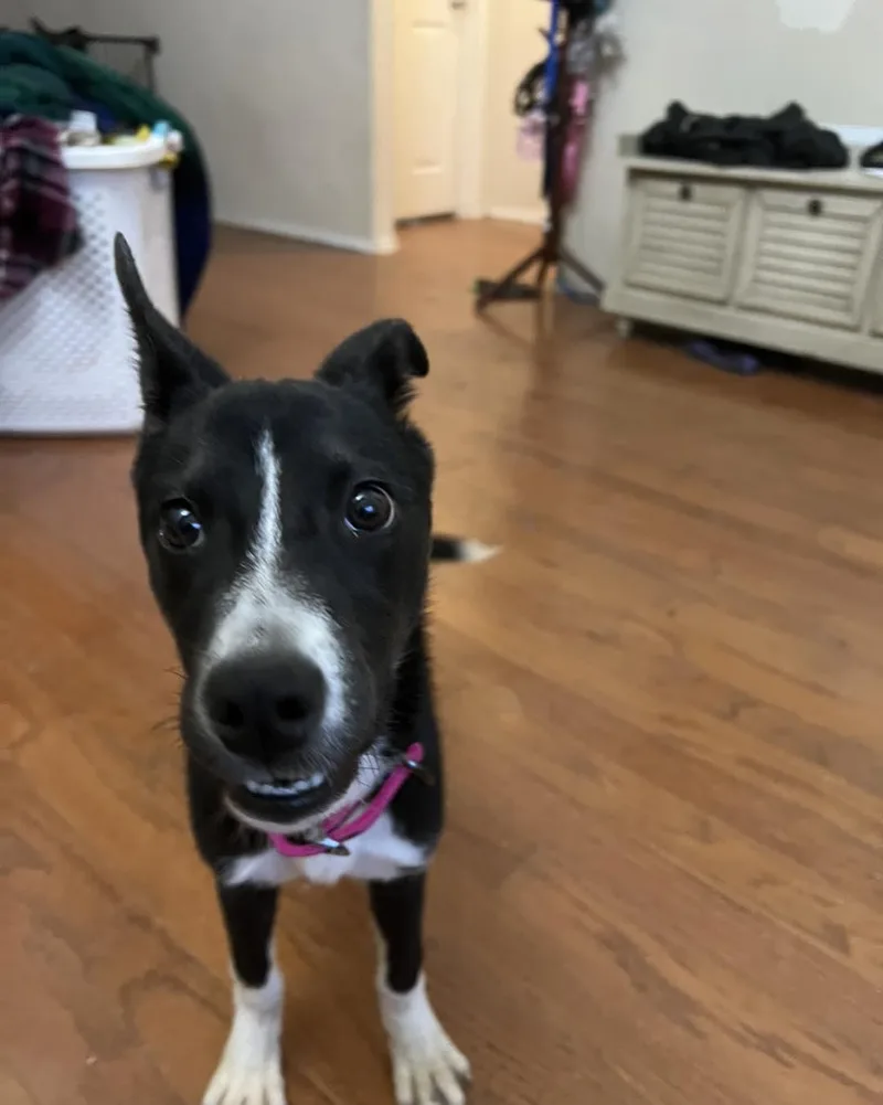 Sylphrena thumbnail 2