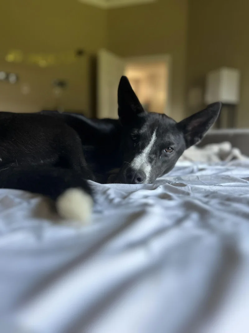 Sylphrena thumbnail 3