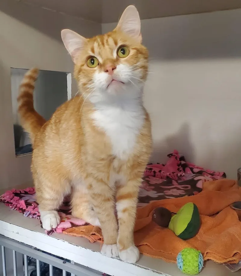 An adult medium-sized male Orange & White Domestic Long Hair cat named Boomer for adoption in Hutchinson, MN
