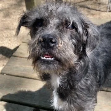 A baby small-sized female Gray / Blue / Silver Mixed Breed dog named Lily for adoption in Madison, WI