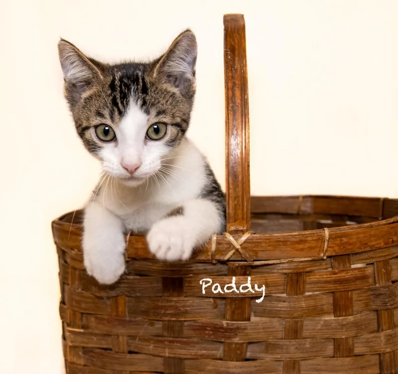 A baby small-sized male Domestic Short Hair cat named Paddy for adoption in Hot Springs Village, AR