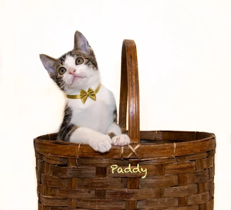 Paddy thumbnail 2