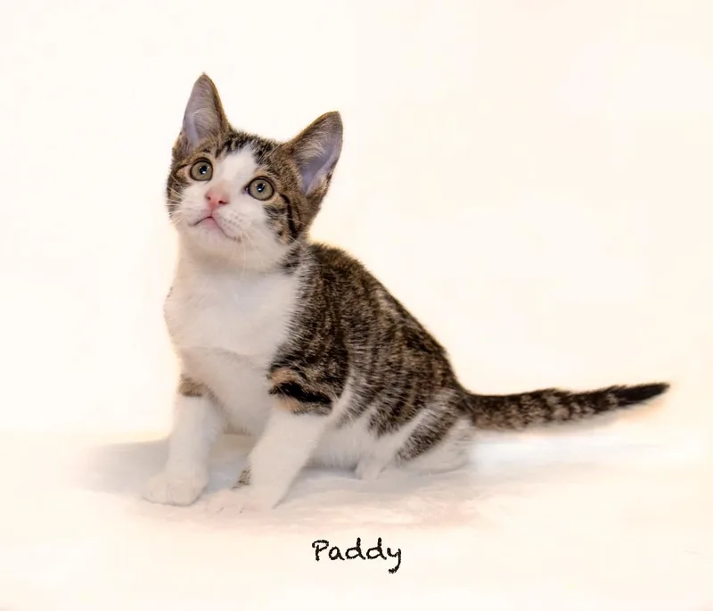 Paddy thumbnail 4