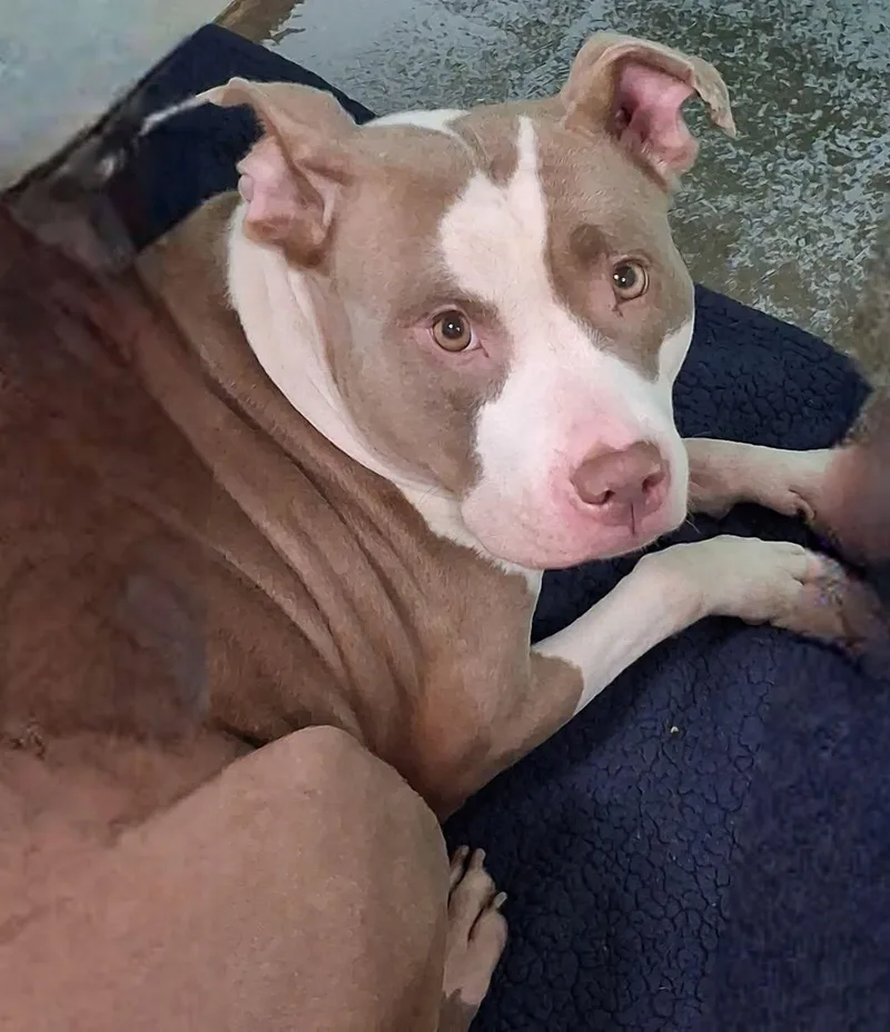 An adult large-sized female Pit Bull Terrier dog named Peppa for adoption in Brainerd, MN