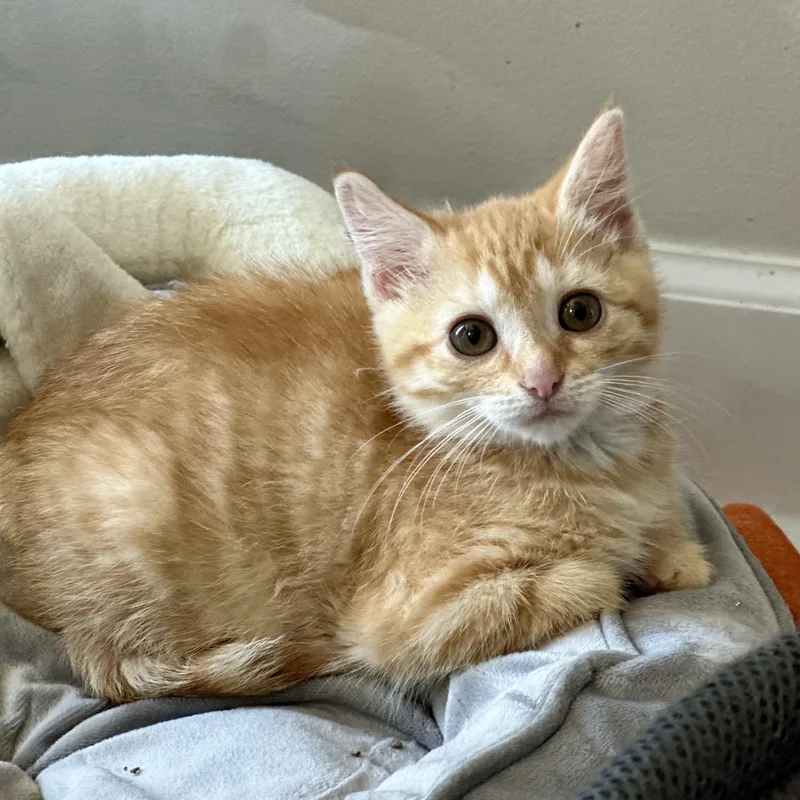 A baby medium-sized female Orange / Red Domestic Short Hair cat named Pizazz for adoption in Pontiac, MI