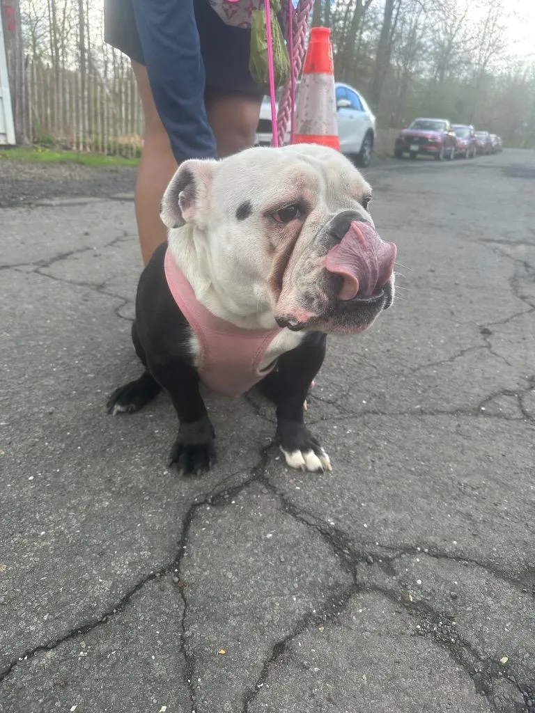 A young medium-sized female English Bulldog dog named Lizy for adoption in Pomona, NY