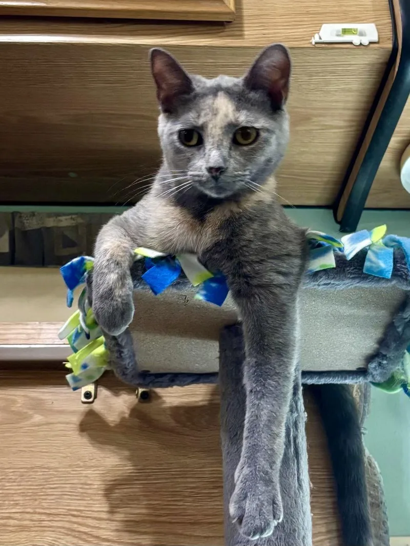 An adult medium-sized female Gray / Blue / Silver Domestic Short Hair cat named Amber for adoption in Island Lake, IL
