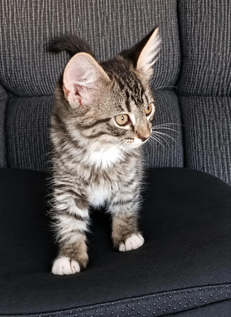 A young medium-sized male Tabby (Brown / Chocolate) Tabby cat named Max for adoption in Los Angeles, CA