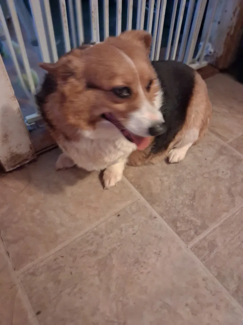 An adult medium-sized female Corgi dog named Kelly for adoption