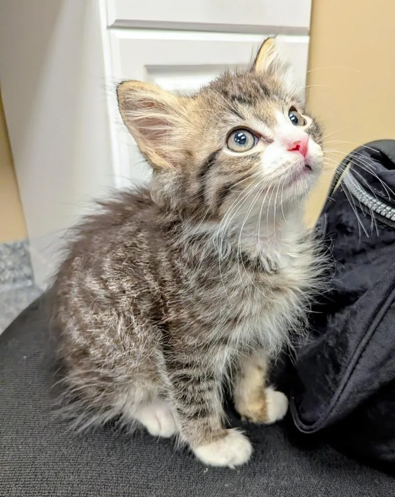 A baby small-sized male Domestic Short Hair cat named Moss for adoption in Liverpool, NY