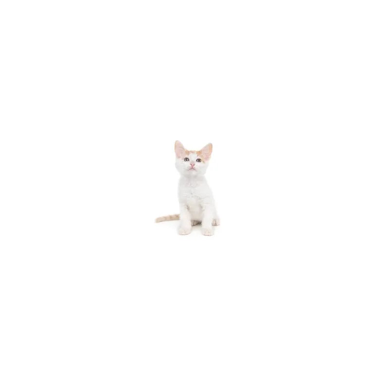 A baby small-sized male White Domestic Short Hair cat named Scallion for adoption in Playa Vista, CA