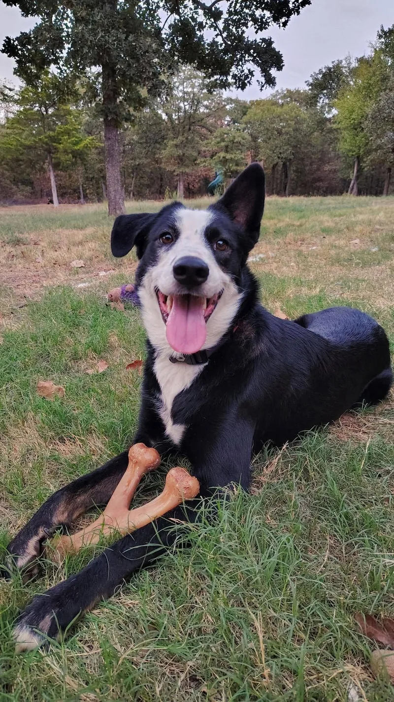 A young medium-sized male Border Collie dog named Sokka for adoption in Oklahoma City, OK