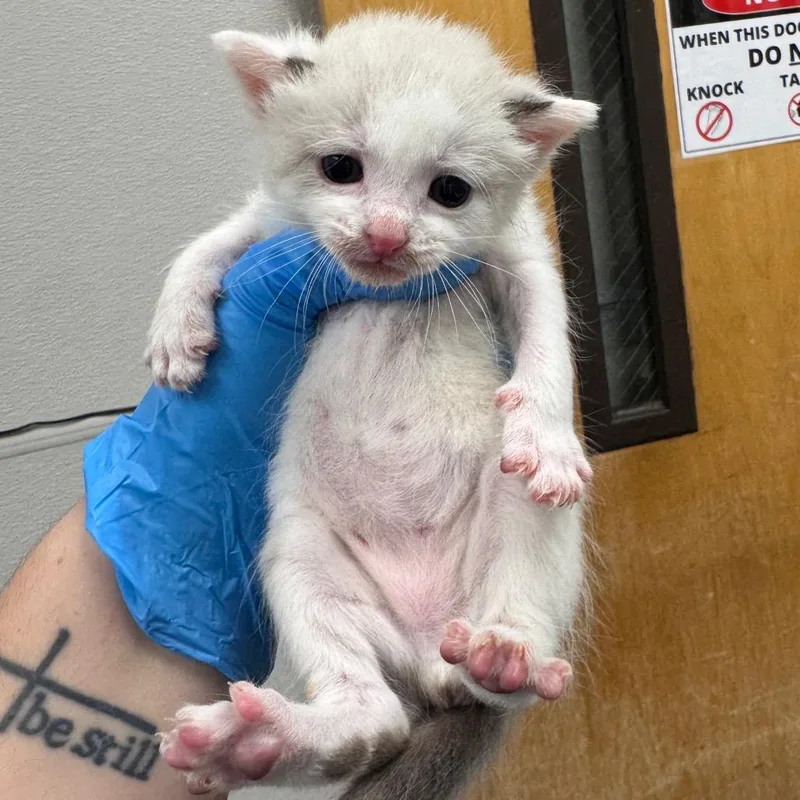 A baby small-sized male Cream / Ivory Domestic Short Hair cat named Cranium for adoption in Columbiana, AL
