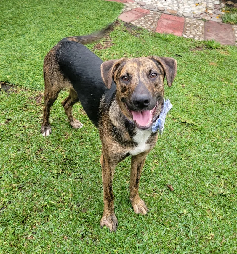 An adult medium-sized male black Plott Hound dog named Oscar for adoption