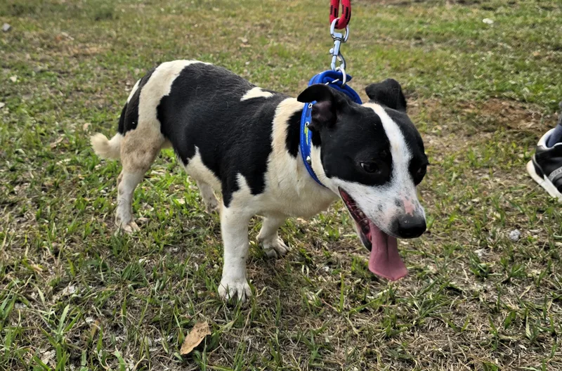 A young small-sized male white Jack Russell Terrier dog named Beto for adoption