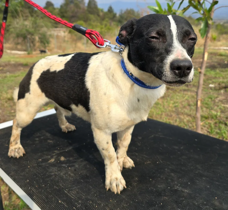 A young small-sized male white Jack Russell Terrier dog named Billy for adoption