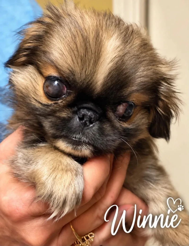 A baby small-sized female Pekingese dog named Winnie JC in MS for adoption in Warwick, RI