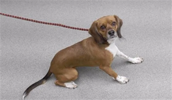 An adult small-sized female Beagle dog named Lady for adoption in Omaha, NE