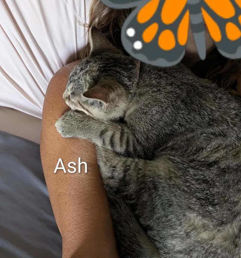 A baby medium-sized female Tabby (Buff / Tan / Fawn) Domestic Short Hair cat named Ash for adoption in Cincinnati, OH