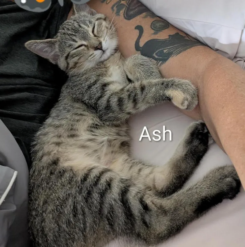 Ash thumbnail 3