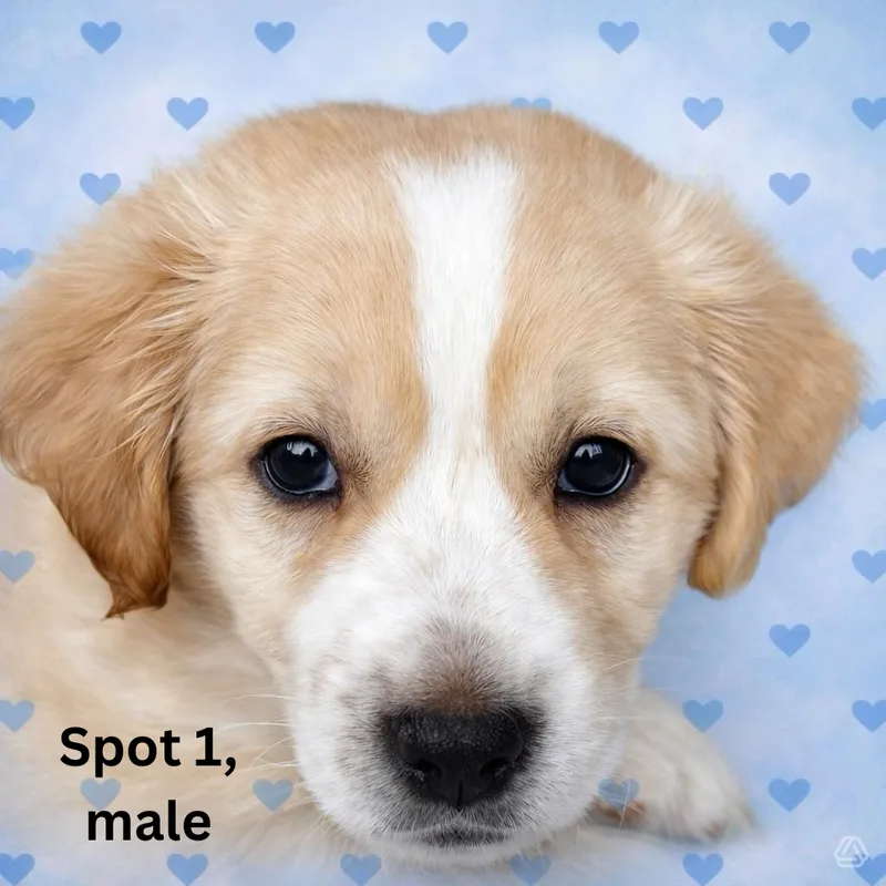 A baby small-sized male tan and white Australian Shepherd dog named Spot 1 for adoption