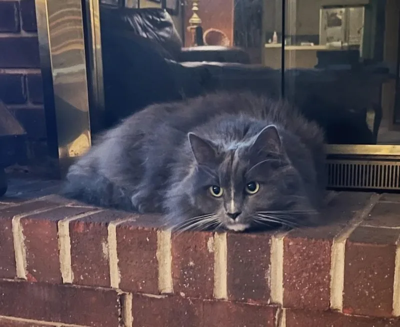 A senior medium-sized male gray Domestic Long Hair cat named Sox for adoption